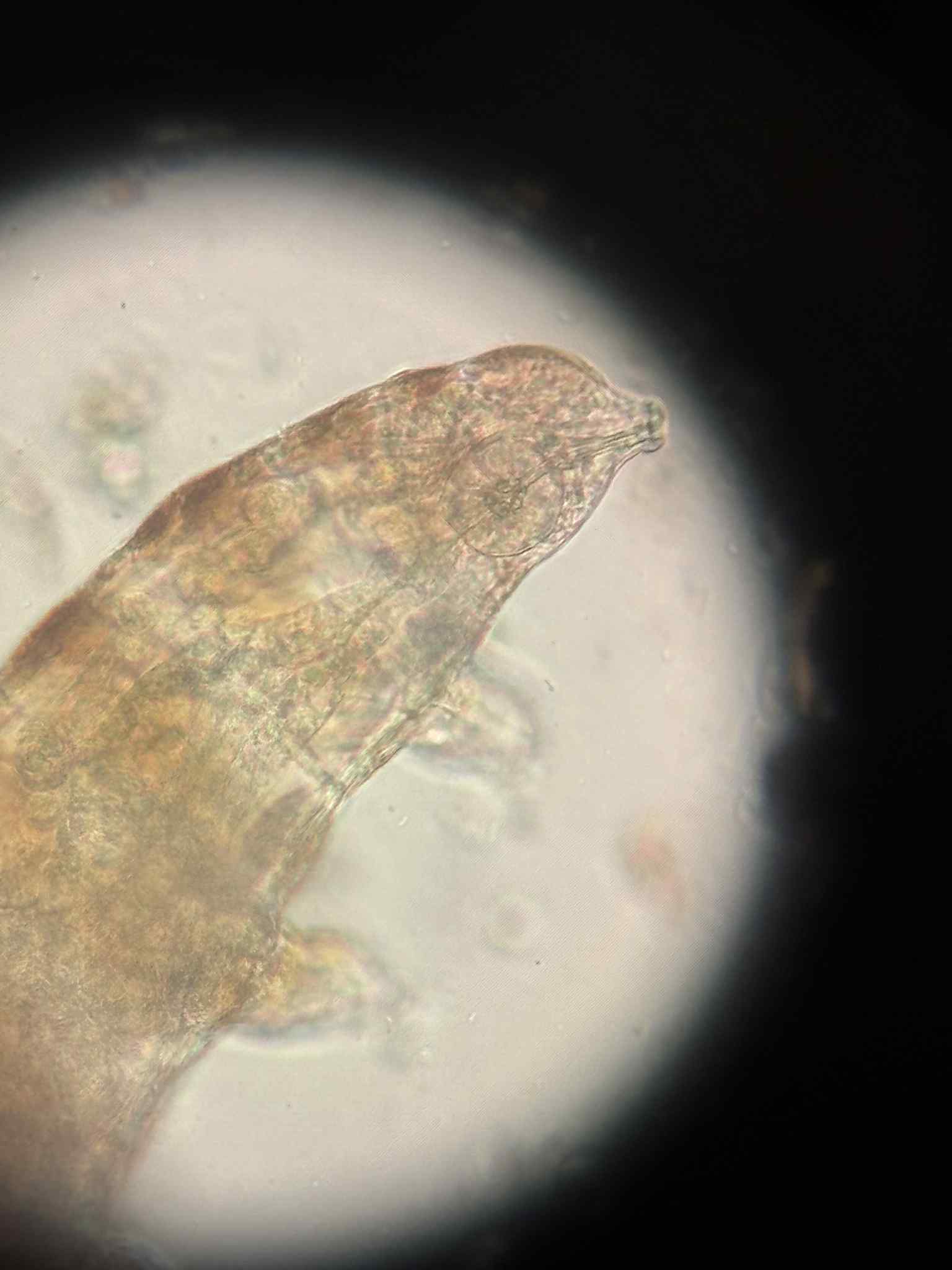 451D256D F8F4 465A BB1E 97E1F5144AE3